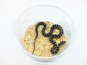 フロリダキングスネーク（アネリ）“No,2”