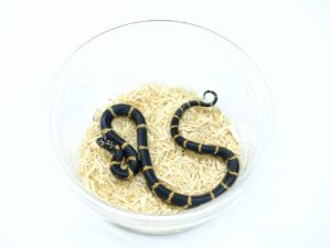 イースタンキングスネーク“No,2”