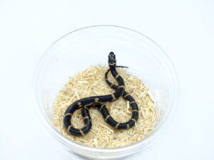 イースタンキングスネーク“No,1”