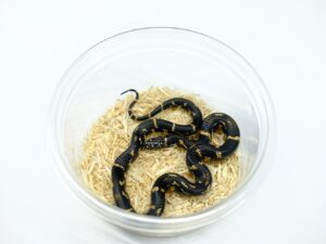 イースタンキングスネーク“No,2”