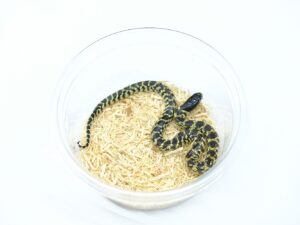 デザートキングスネーク“No,1”