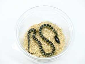 デザートキングスネーク“No,2”