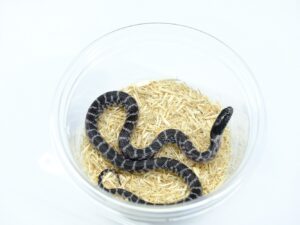 デザートキングスネーク（アネリ）“No,1”