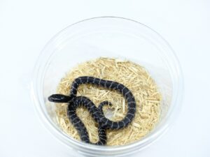 デザートキングスネーク（アネリ）“No,2”