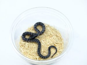 デザートキングスネーク（アネリ）“No,3”