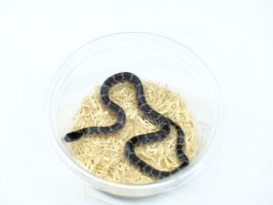 デザートキングスネーク（アネリ ）