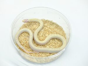 カリフォルニアキングスネーク（ハイホワイトアルビノ）