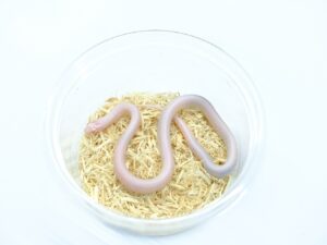 カリフォルニアキングスネーク（ハイパーメラニスティックアルビノラベンダー）