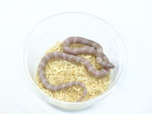 カリフォルニアキングスネーク（ハイパーメラニスティックラベンダー）“No,1”