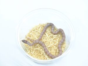 カリフォルニアキングスネーク（ハイパーメラニスティックラベンダー）“No,2”