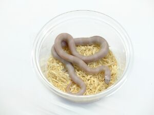 カリフォルニアキングスネーク（ハイパーメラニスティックラベンダー）