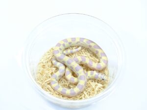 カリフォルニアキングスネーク（ラベンダーバンデッド）“No,1”
