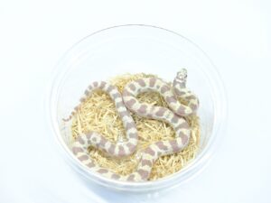 カリフォルニアキングスネーク（ラベンダーバンデッド）“No,2”