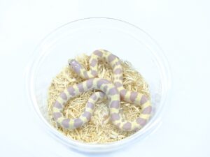 カリフォルニアキングスネーク（ラベンダーバンデッド）“No,1”