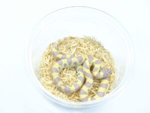 カリフォルニアキングスネーク（ラベンダーバンデッド）“No,2”
