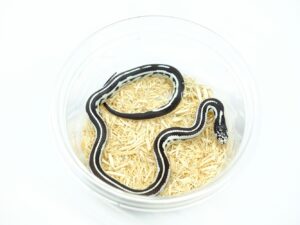 カリフォルニアキングスネーク（コースタルストライプ）