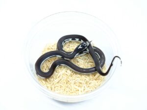 カリフォルニアキングスネーク（リバースワイドストライプ）“No,1”