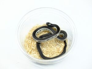 カリフォルニアキングスネーク（リバースワイドストライプ）“No,2”