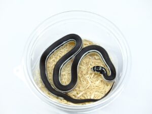 カリフォルニアキングスネーク（リバースワイドストライプ）“No,3”