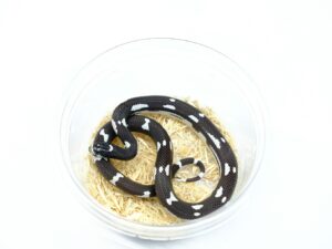 カリフォルニアキングスネーク（B＆Wモザイク）