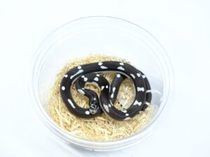 カリフォルニアキングスネーク（B＆Wモザイク）“No,1”