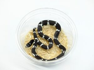 カリフォルニアキングスネーク（B&Wモザイク）“No,2”