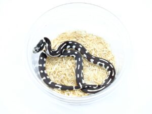 カリフォルニアキングスネーク（B&Wモザイク）“No,3”