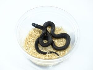 カリフォルニアキングスネーク（ハイパーメラニスティック）“No,1”