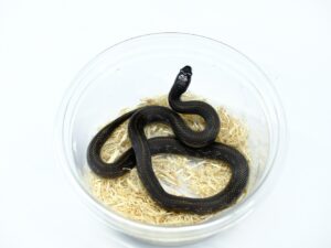 カリフォルニアキングスネーク（ハイパーメラニスティック）“No,2”