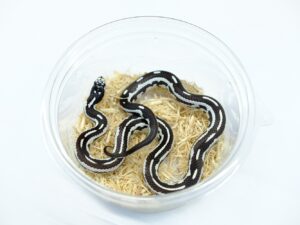 カリフォルニアキングスネーク（コースタルアベラント）“No,1”
