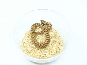 セイブシシバナヘビ（ノーマル）