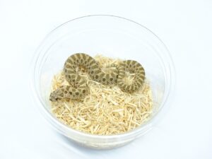 セイブシシバナヘビ（ヘテロアルビノ）