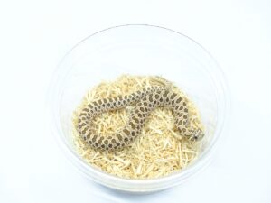 セイブシシバナヘビ（アークティック66％ヘテロラベンダー）