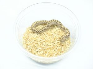 セイブシシバナヘビ（アークティック66％ヘテロラベンダー）