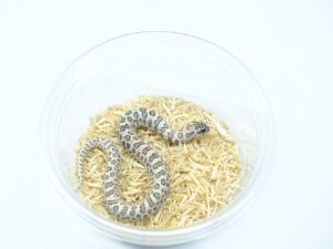 セイブシシバナヘビ（スーパーアークティック66％ヘテロラベンダー）