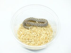 セイブシシバナヘビ（スーパーアークティック66％ヘテロラベンダー）