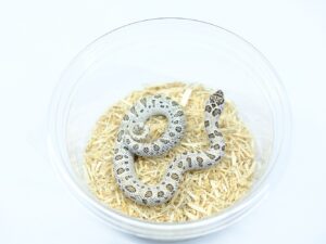 セイブシシバナヘビ（スーパーアークティックコンダ）