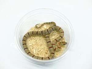 サイエリキングスネーク