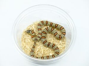 サイエリキングスネーク“No,1”