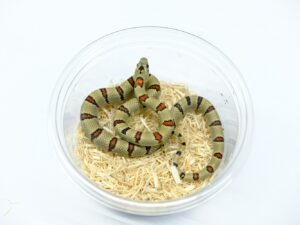 サイエリキングスネーク“No,2”