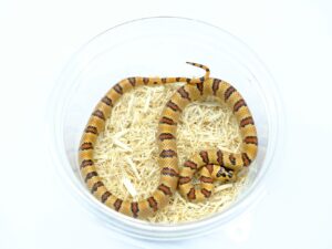 サイエリキングスネーク（オレンジ）