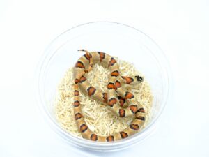 サイエリキングスネーク（オレンジ）