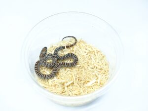 サンルイスポトシキングスネーク（グラニット）