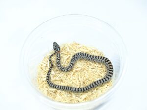 サンルイスポトシキングスネーク（グラニット）“No,1”