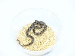 サンルイスポトシキングスネーク（グラニット）“No,2”