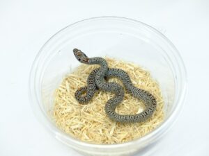 サンルイスポトシキングスネーク(スーパーグラニット)“No,1”