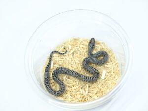 サンルイスポトシキングスネーク（スーパーグラニット）“No,2”