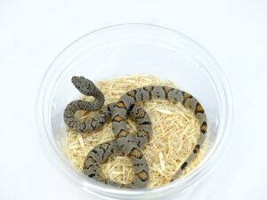 グレーバンドキングスネーク（Madera canyon）“No,1”