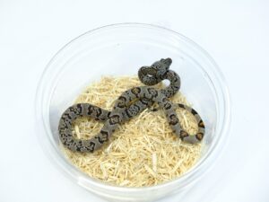 グレーバンドキングスネーク（Madera canyon）“No,2”