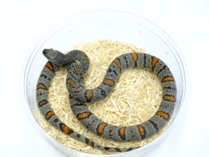 グレーバンドキングスネーク（Madera canyon）